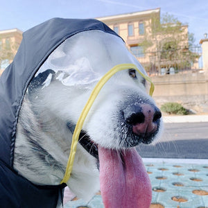 Why Your Pet Needs a Waterproof Raincoat