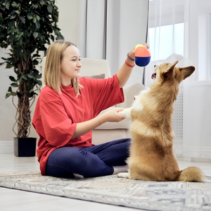 Why Quality Pet Toys Matter More Than You Think