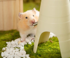The Ultimate Comfort for Your Hamster: Automatic Water Bottle Feeder