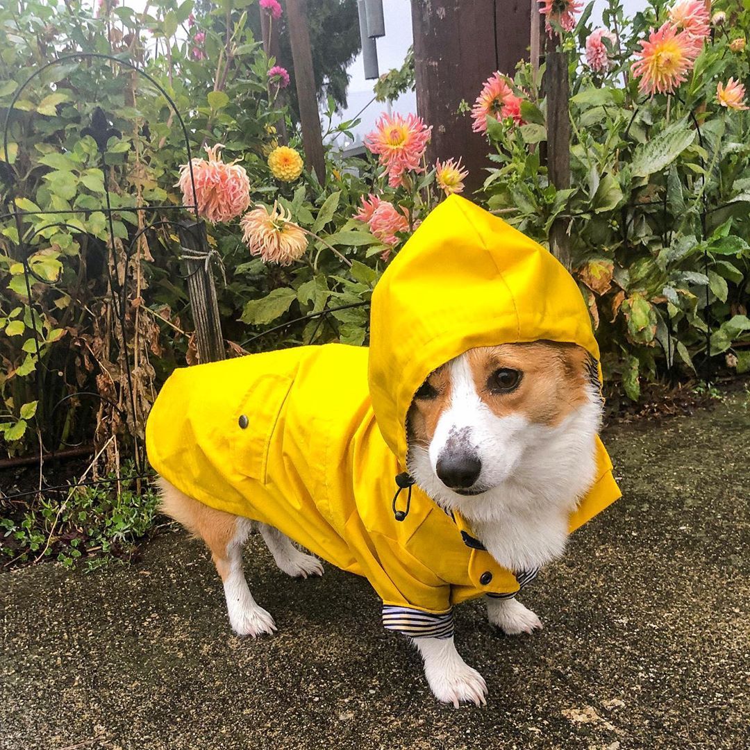 Dog Raincoat Pet Clothes