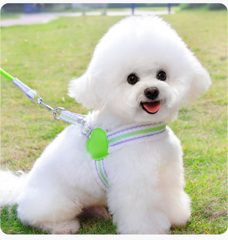 Dog Leash Summer