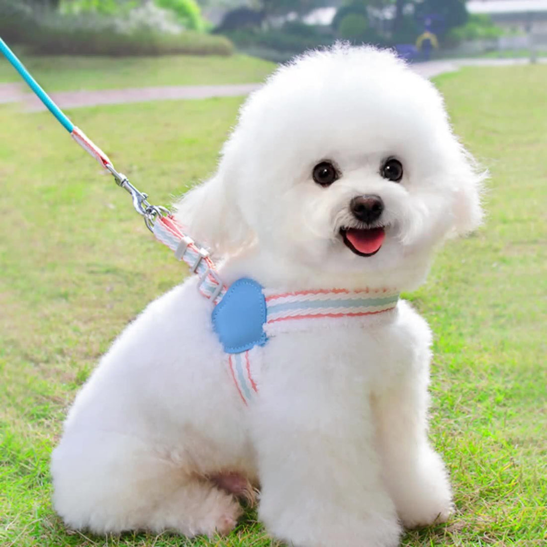 Dog Leash Summer