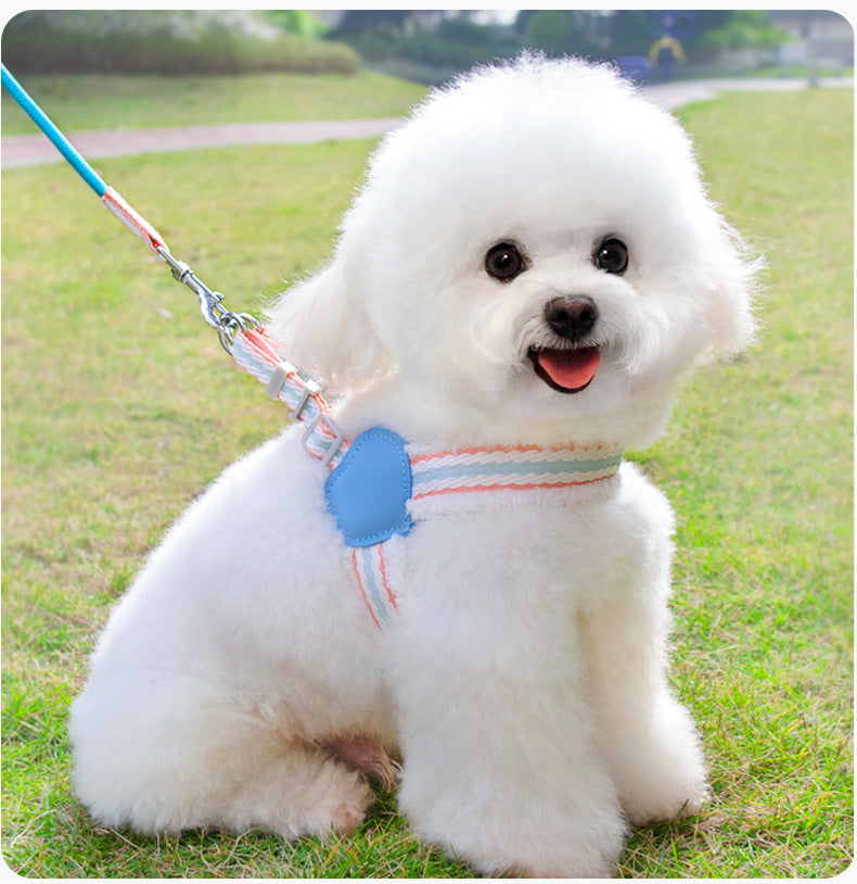 Dog Leash Summer
