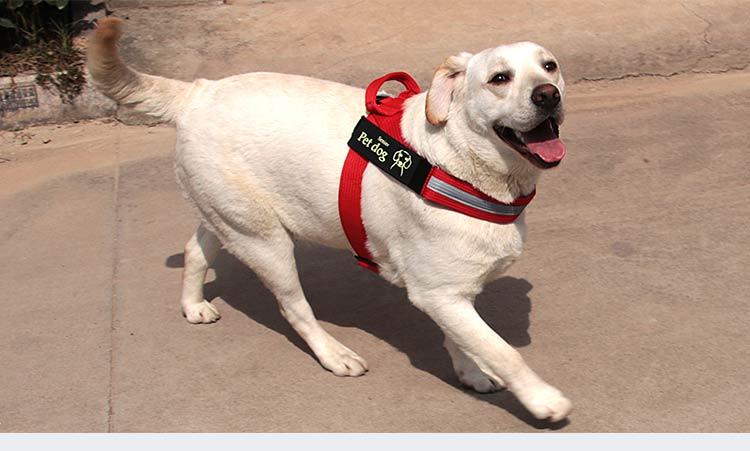 Dog Walking Chest Harness